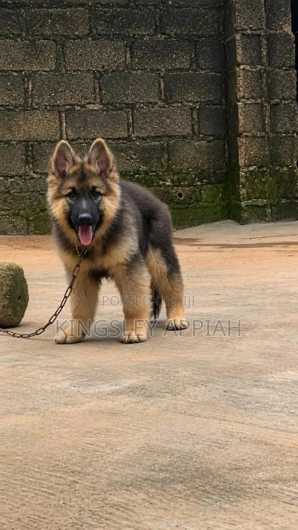 1-3 months Male Purebred German Shepherd · Photo 1