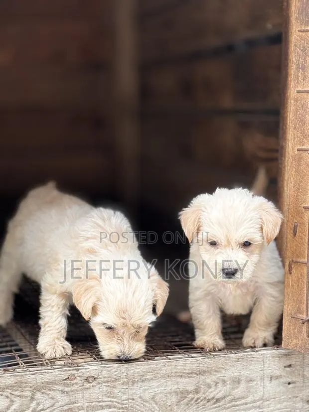 1-3 months Male Purebred Poodle · Photo 1