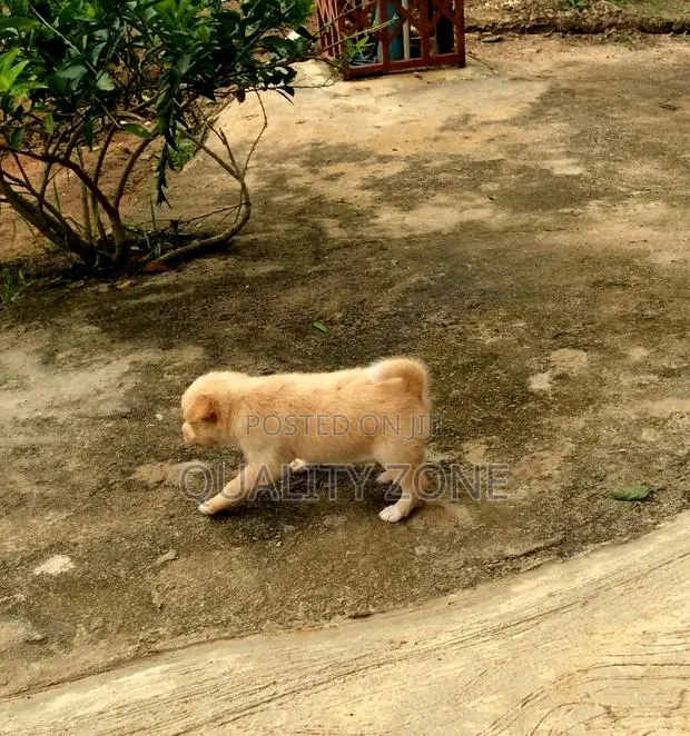 0-1 month Male Mixed Breed Korean Jindo · Photo 1
