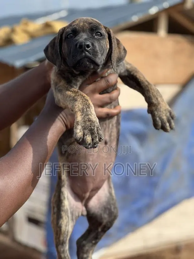 1-3 months Female Purebred Boerboel · Photo 1