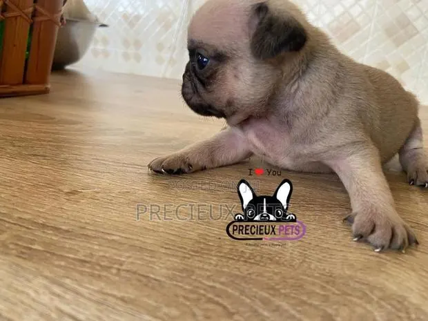 1-3 Months Female Purebred Pug · Photo 1