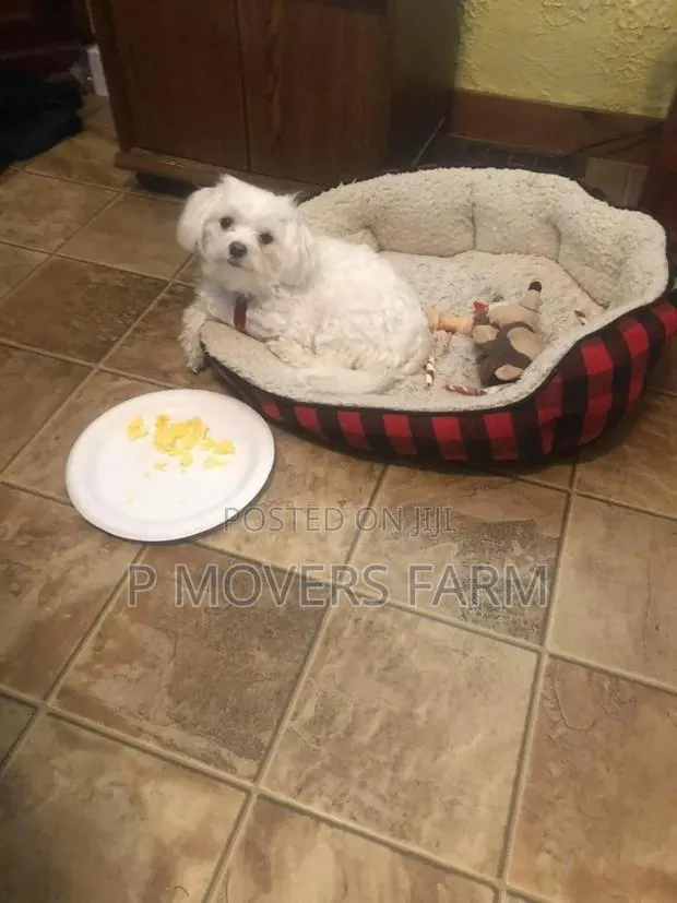 1-3 months Male Purebred Maltese · Photo 1