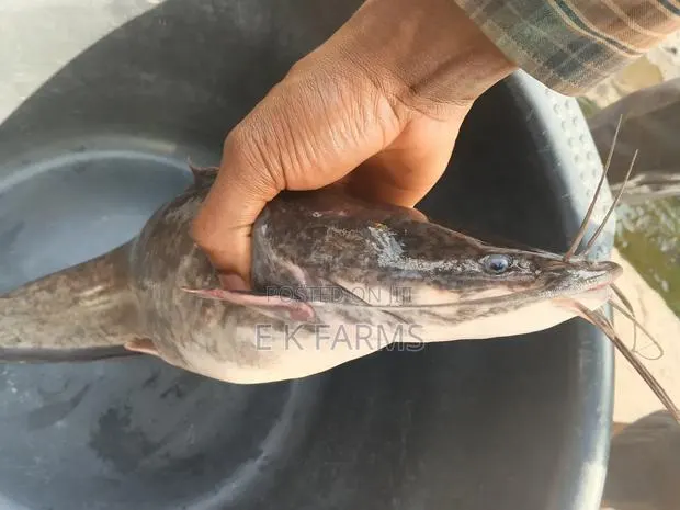 Broodstock Catfish · Photo 3