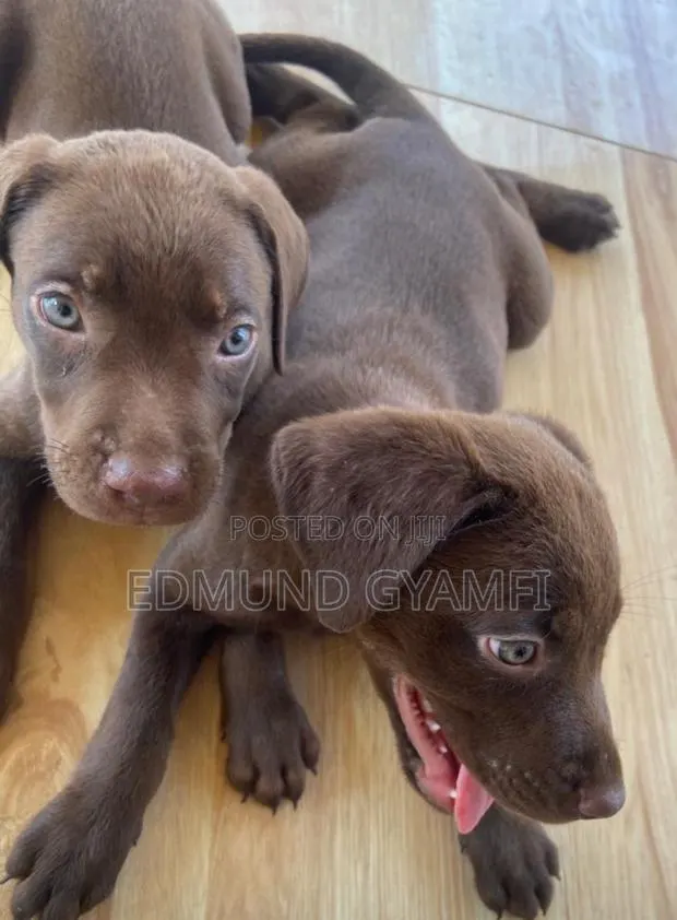 1-3 months Male Purebred Labrador Retriever · Photo 1