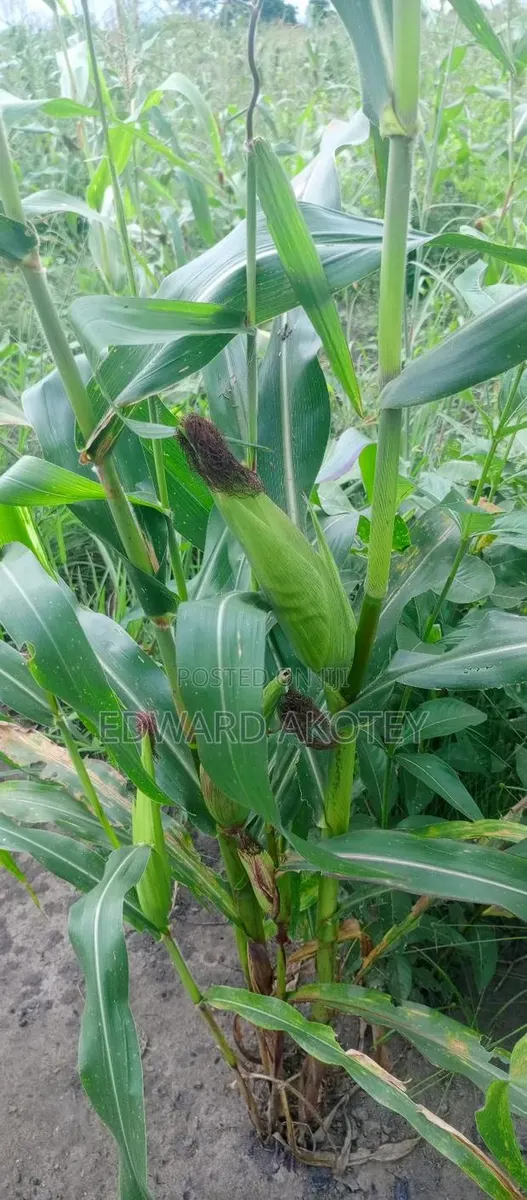 Fertile Farmland For Sale · Photo 1