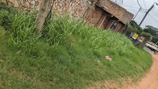 Contact for Weeding, Mowing of Lawns and Cutting of Grass · Photo 4