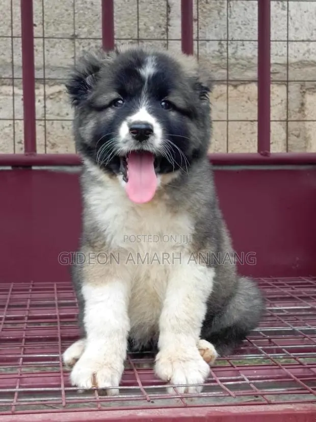 1-3 months Female Purebred Caucasian Shepherd · Photo 1
