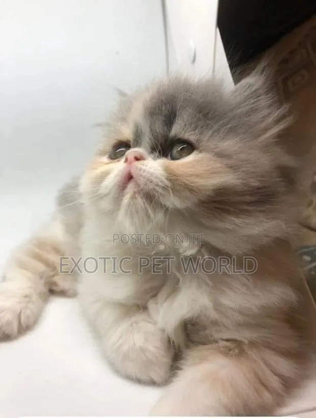1-3 months Female Purebred Persian · Photo 1