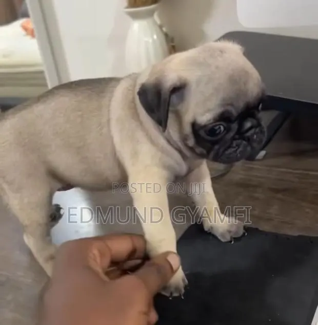 1-3 months Female Purebred Pug · Photo 1