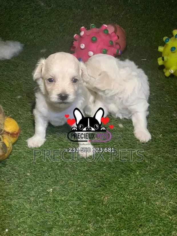 0-1 month Male Mixed Breed Maltipoo · Photo 1
