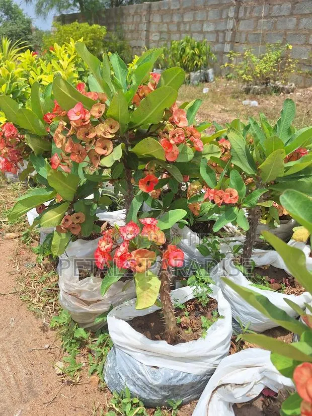 Euphorbia for Sale · Photo 1