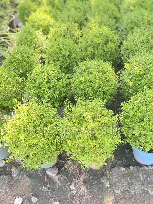All Types of Indoor and Outdoor Plants · Photo 1