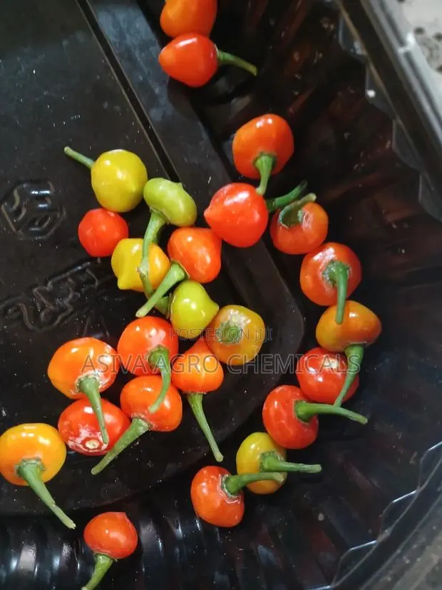 Touty Saf Pepper Seeds · Photo 2