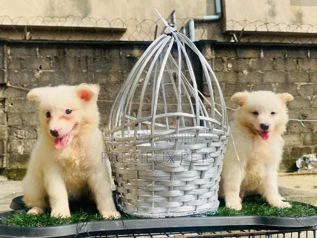 0-1 Month Male Purebred American Eskimo · Photo 1
