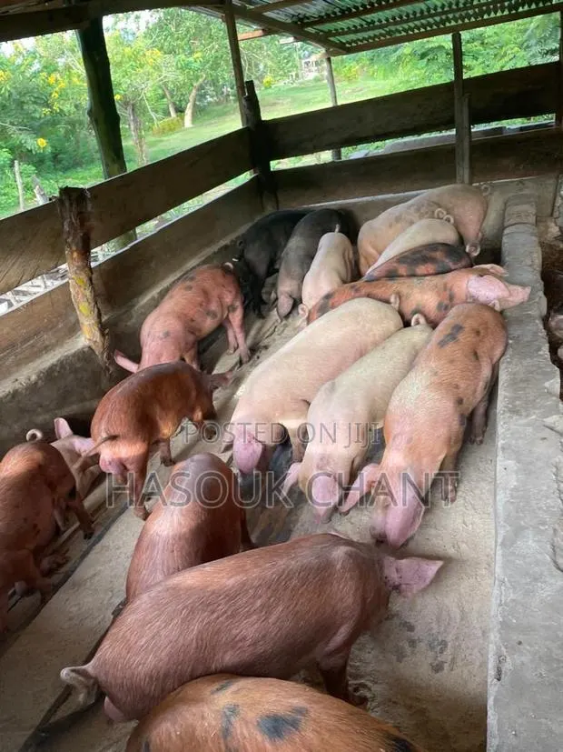 Pig-Live and Carcass · Photo 1