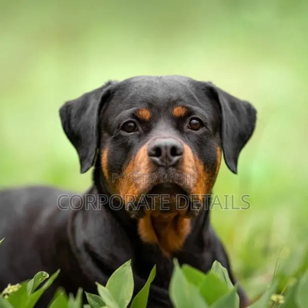 3-6 months Male Purebred Rottweiler · Photo 1