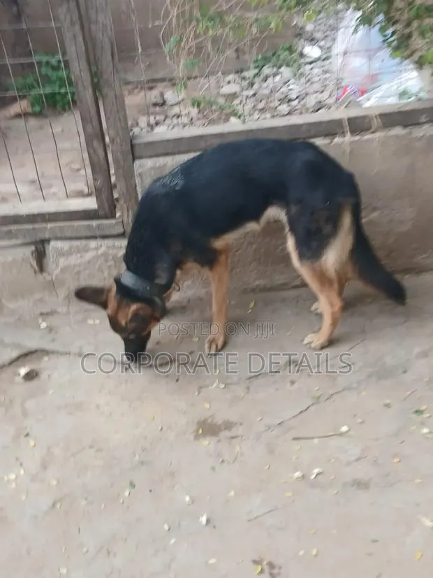 6-12 months Female Purebred German Shepherd · Photo 1