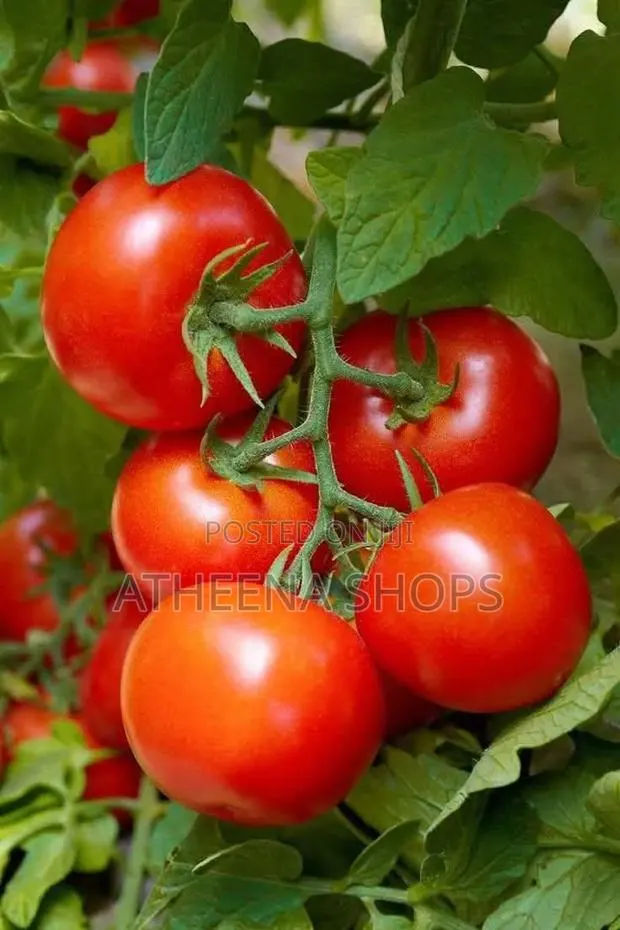 F1 Tomato Seeds (50grams) · Photo 2