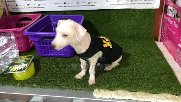 1+ Year Male Purebred Maltese · Photo 1