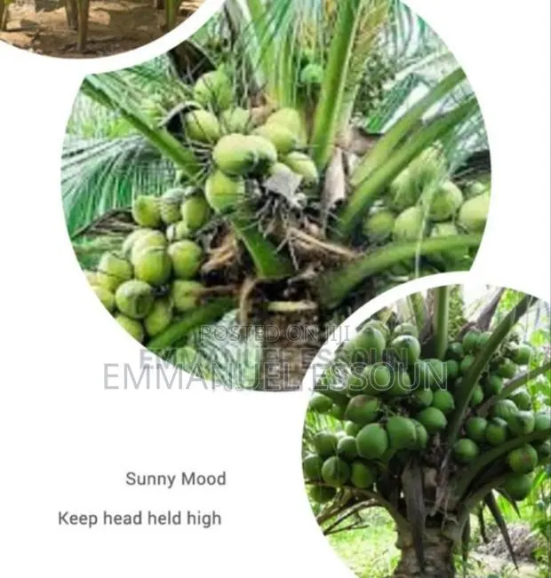 Unmerited Giftag Coconut Seedlings · Photo 3