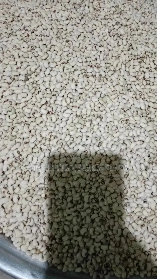 Beans Project · Photo 1