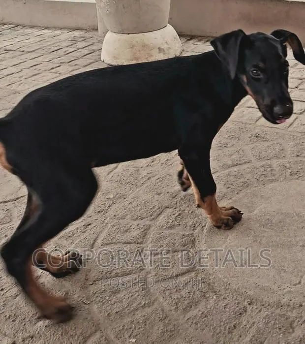1-3 months Male Purebred Doberman Pinscher · Photo 1