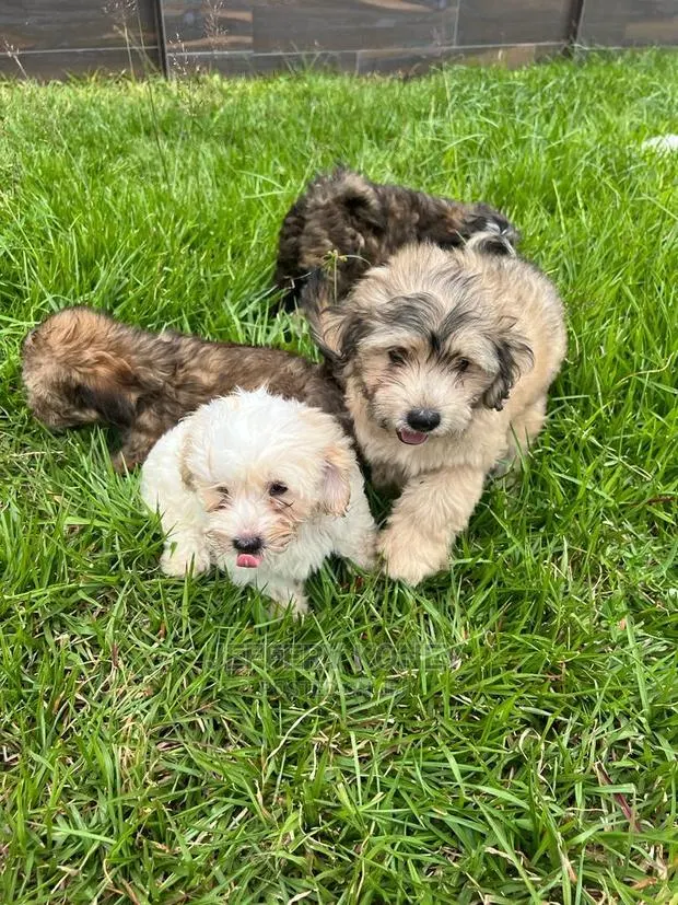 1-3 months Male Purebred Poodle · Photo 1