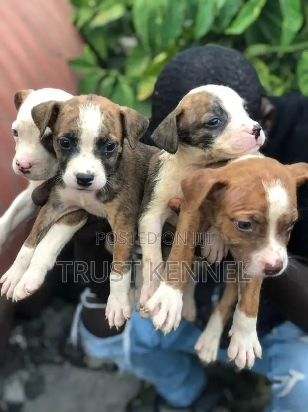1-3 months Male Purebred American Pit Bull Terrier · Photo 1