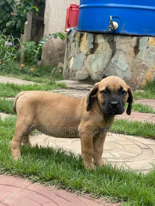 1-3 months Female Purebred Boerboel · Photo 1