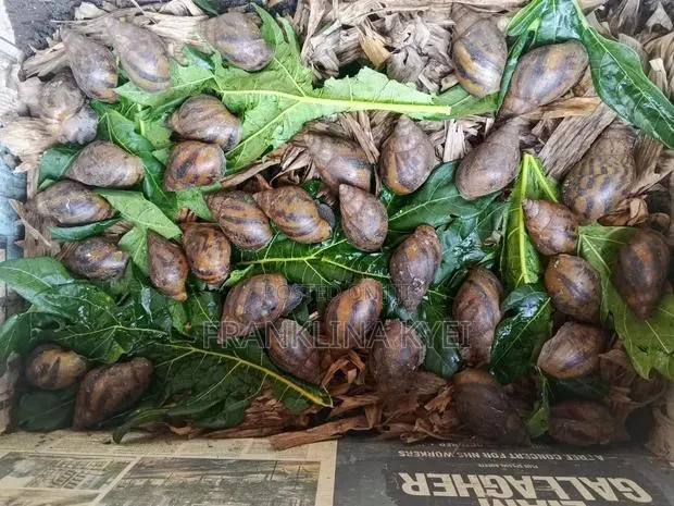 Bush Snails · Photo 1
