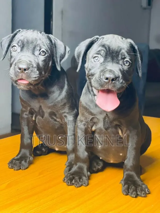 1-3 months Male Purebred Cane Corso · Photo 1
