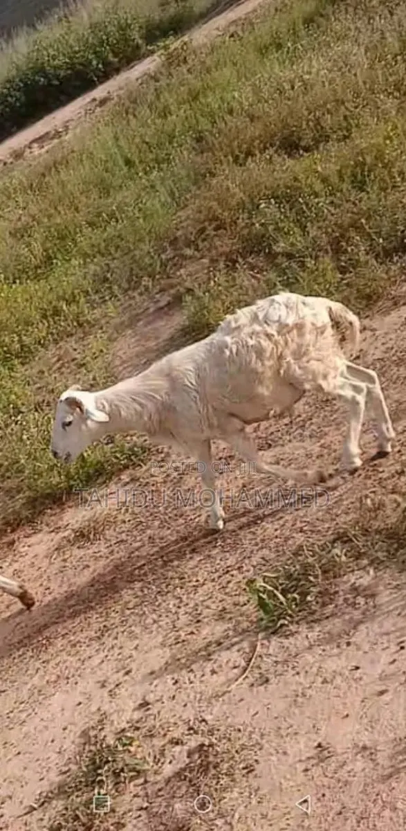 Healthy Ram for Sale -Big & Well Fed · Photo 1