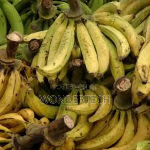 Plantain and Cassava · Photo 1