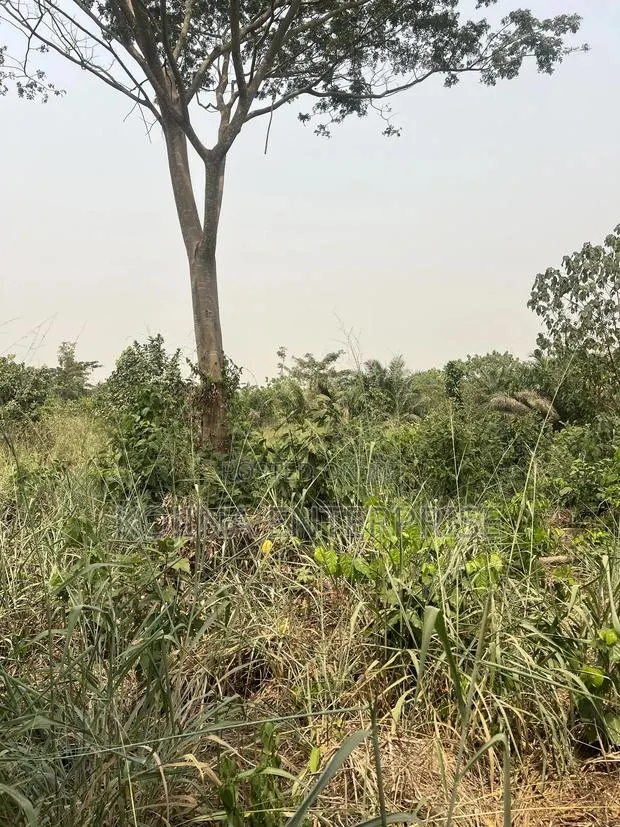 Land for Sale · Photo 3