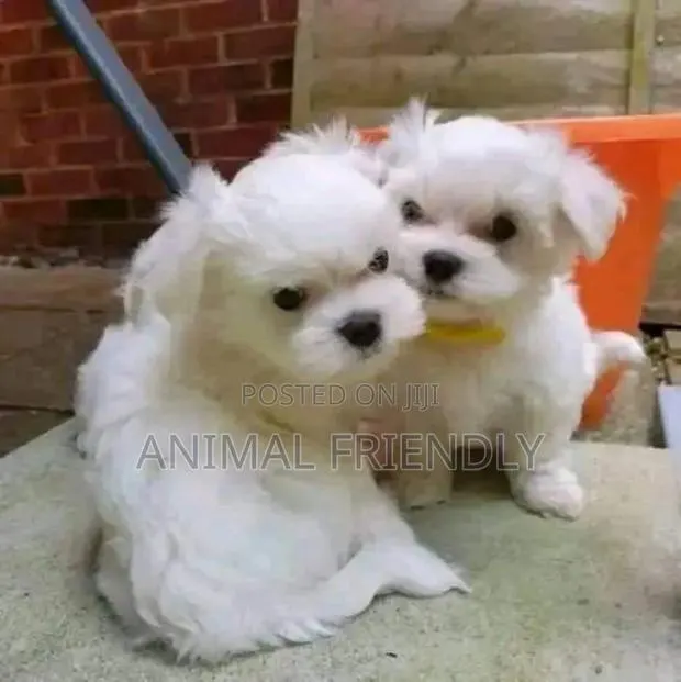 1-3 months Male Purebred Maltese · Photo 1