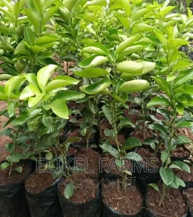 Grafted Orange, Tangerine ,Lime Seedlings · Photo 1