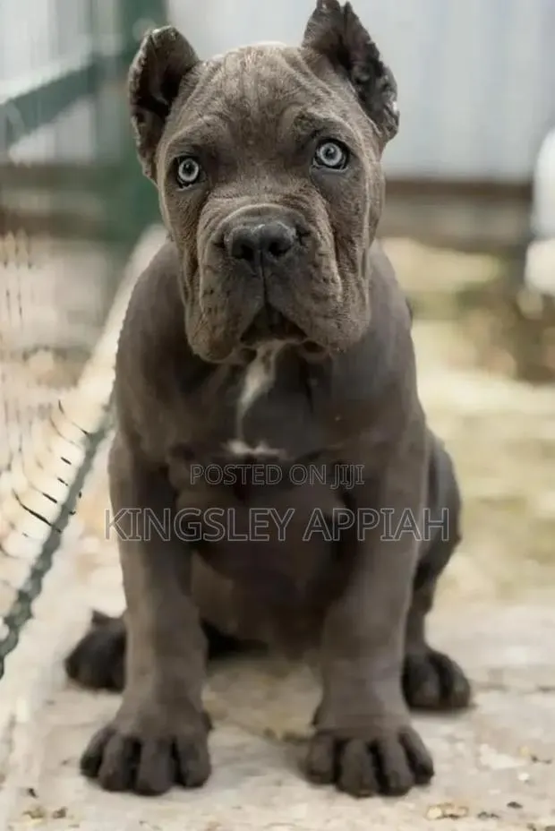 1-3 months Female Purebred Cane Corso · Photo 1