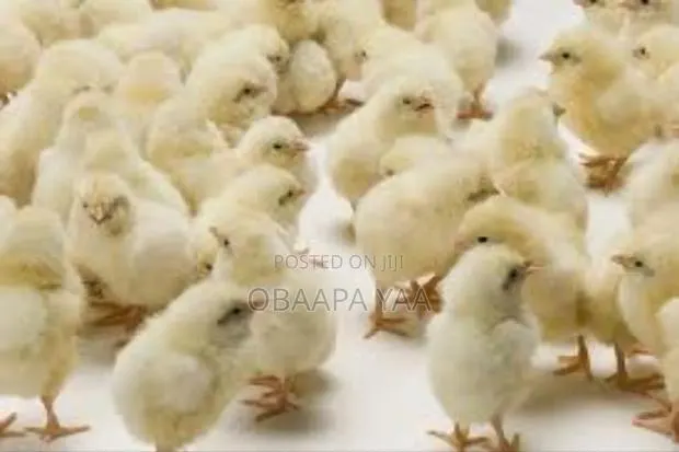 Day Old Broiler -25ghc · Photo 3