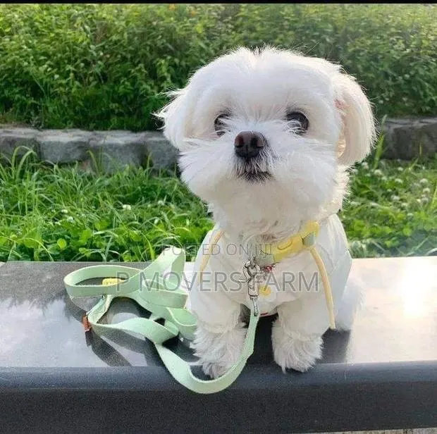 1-3 months Male Purebred Maltese · Photo 1