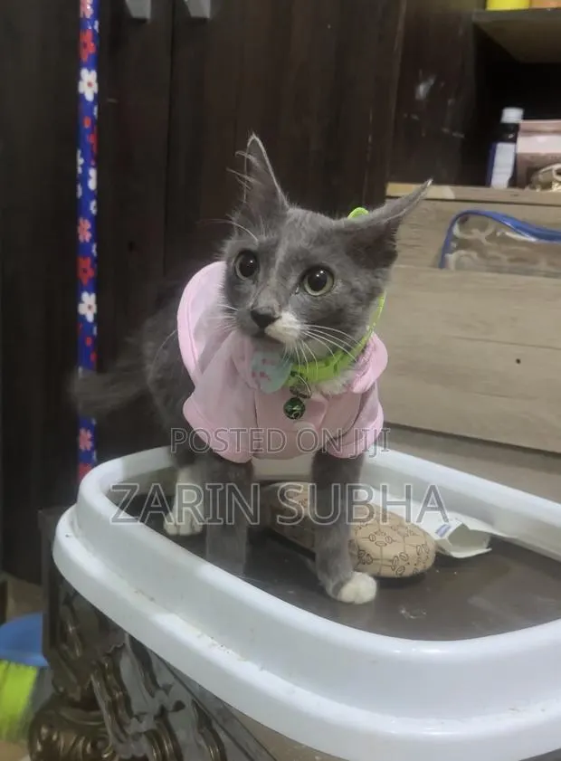 1-3 months Male Mixed Breed Maine Coon · Photo 1