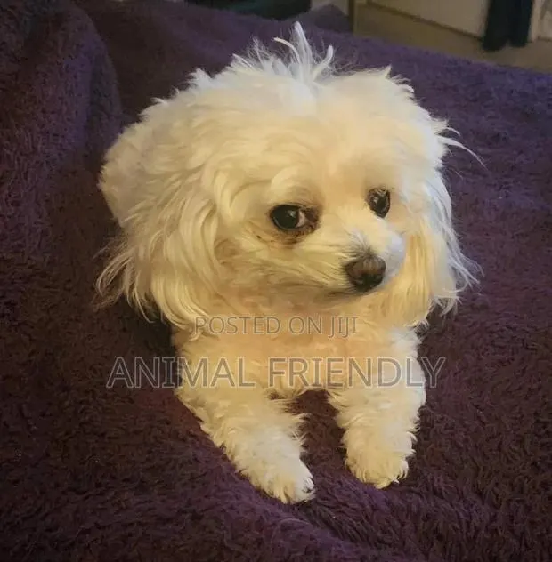 1-3 months Male Purebred Maltese · Photo 1