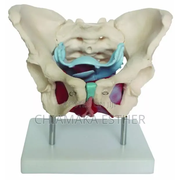 Model Female Pelvic · Photo 1