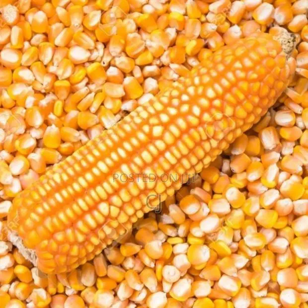 Yellow Maize for Sale · Photo 1