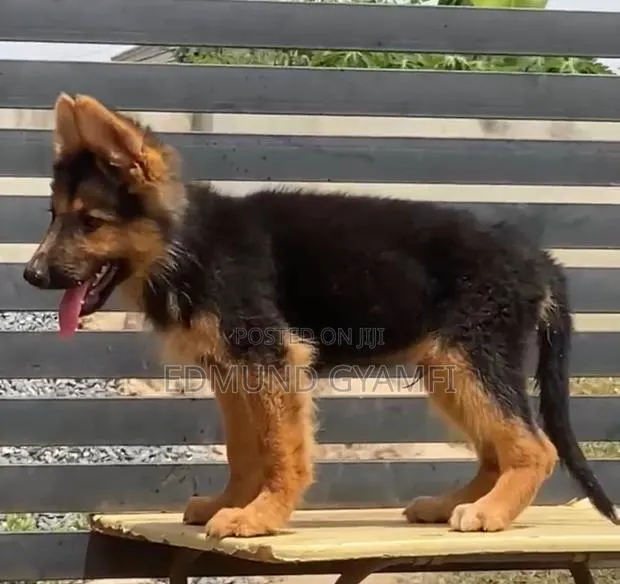 1-3 months Male Purebred German Shepherd · Photo 1