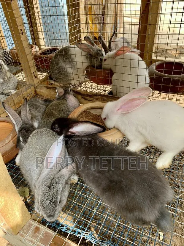 Healthy Quality Rabbits · Photo 1