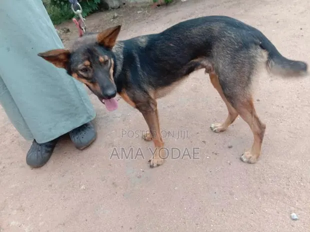 6-12 months Male Purebred German Shepherd · Photo 1
