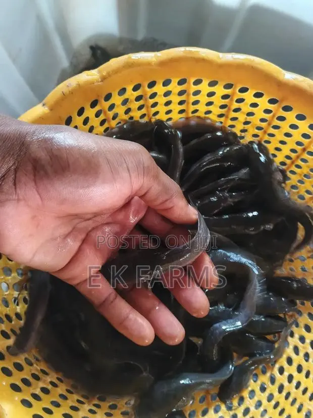 Super Best Fast Growing Catfish Juveniles Available · Photo 3
