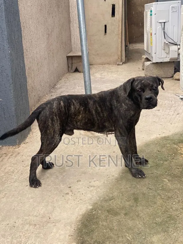 6-12 months Male Purebred Boerboel · Photo 1