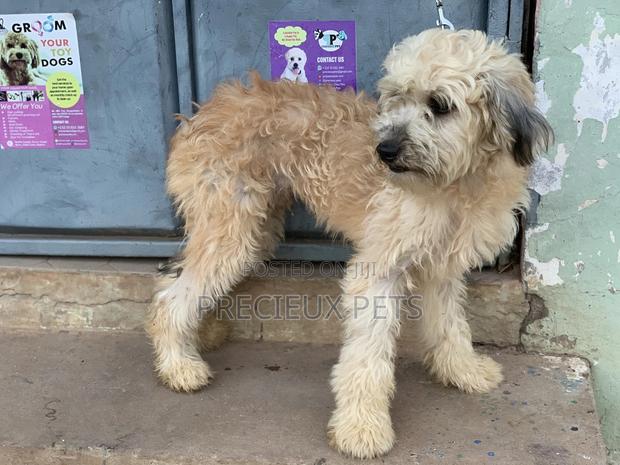 Stud Services For AMERICAN POODLES · Photo 4