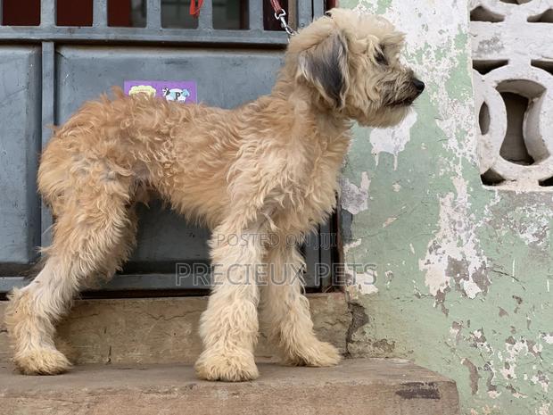Stud Services For AMERICAN POODLES · Photo 1